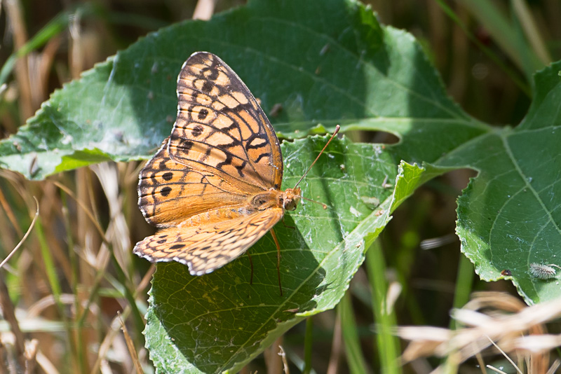 Variegated Fritillary